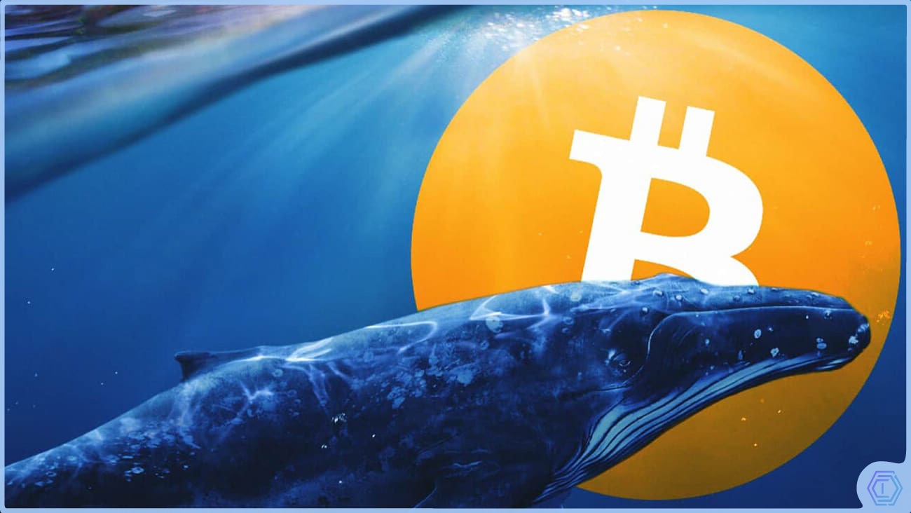 image de présentation pourquoi les baleines short le marché des crypto-monnaies ?
